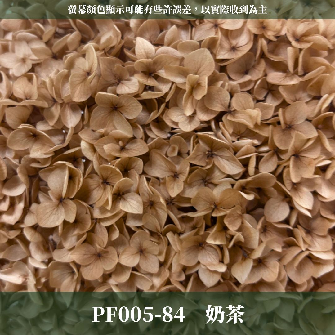PF005 安娜繡球單支｜ A級 大份量 帶梗紫陽花 永生花 不凋花 乾燥花 DIY花材 拍攝道具 漸變花藝繡球 浮游花