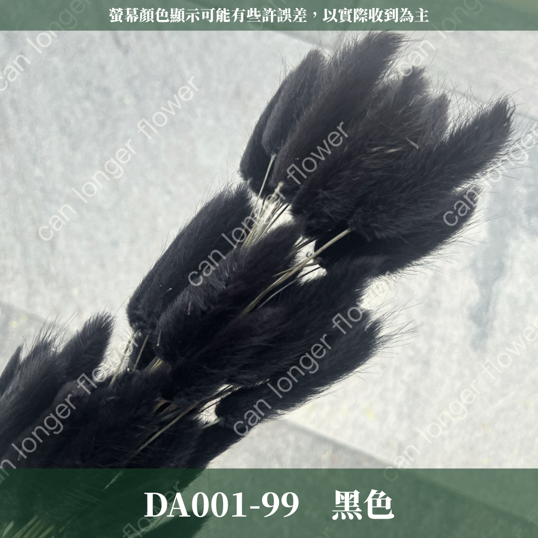 DA001 原裝兔尾草｜彩色兔尾草 乾燥永生花 花束花材 莫蘭迪色 插花DIY 拍照道具 乾燥兔尾草 乾燥花