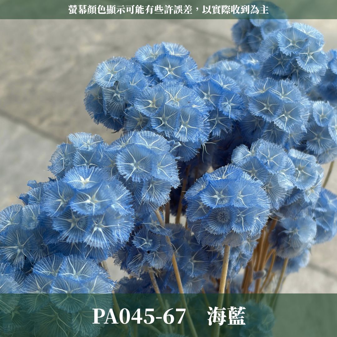 PA045 原裝松蟲果｜永生風車果 松蟲草 天然乾燥花材 拍攝道具 星芒松蟲 永生花 草星花 輪峰菊 藍盆花 花藝果實