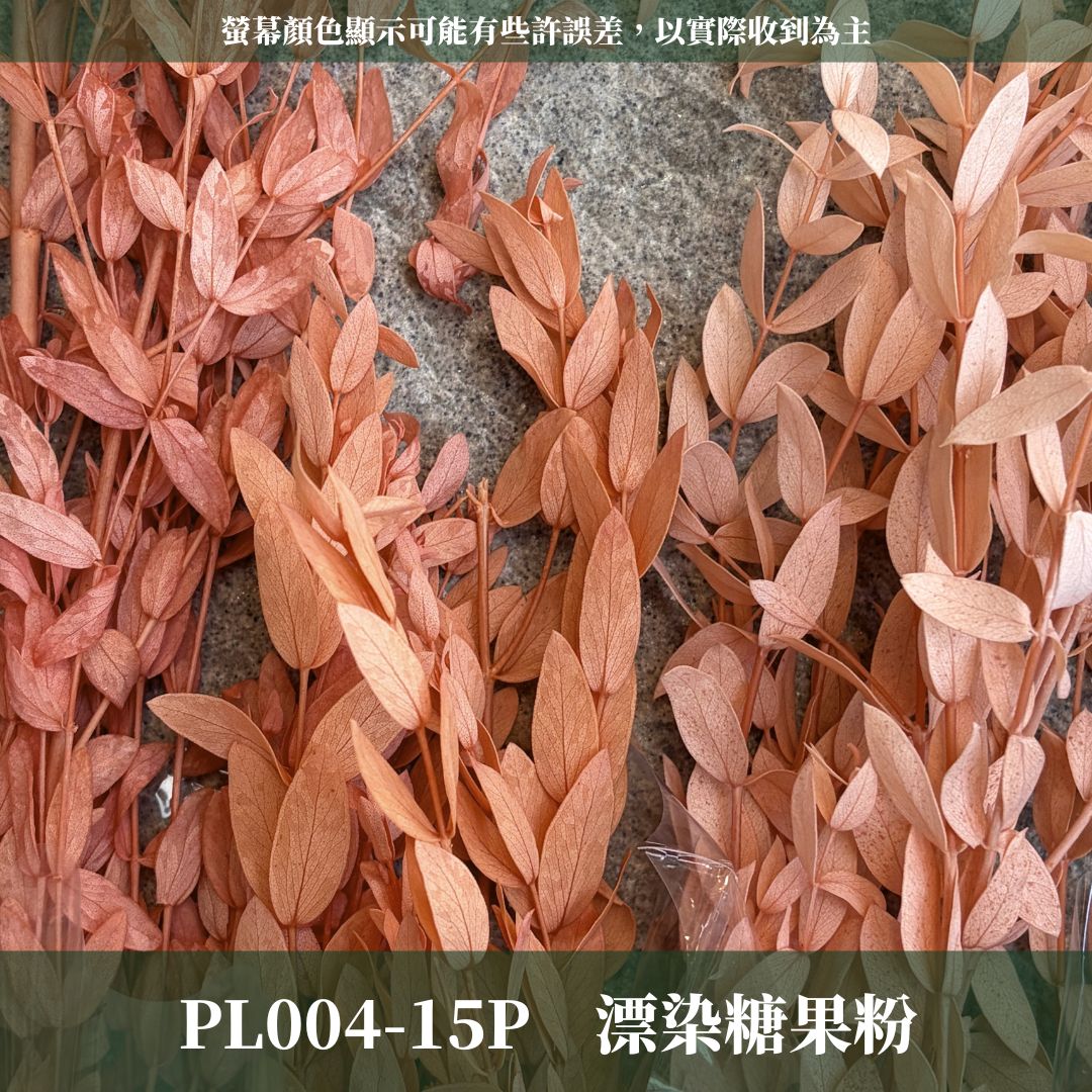 PL004 DL004 原裝細葉尤加利｜進口不凋細葉尤加利 乾燥花 永生花 不凋花 細葉尤加利 小葉尤加利 乾燥花束花材