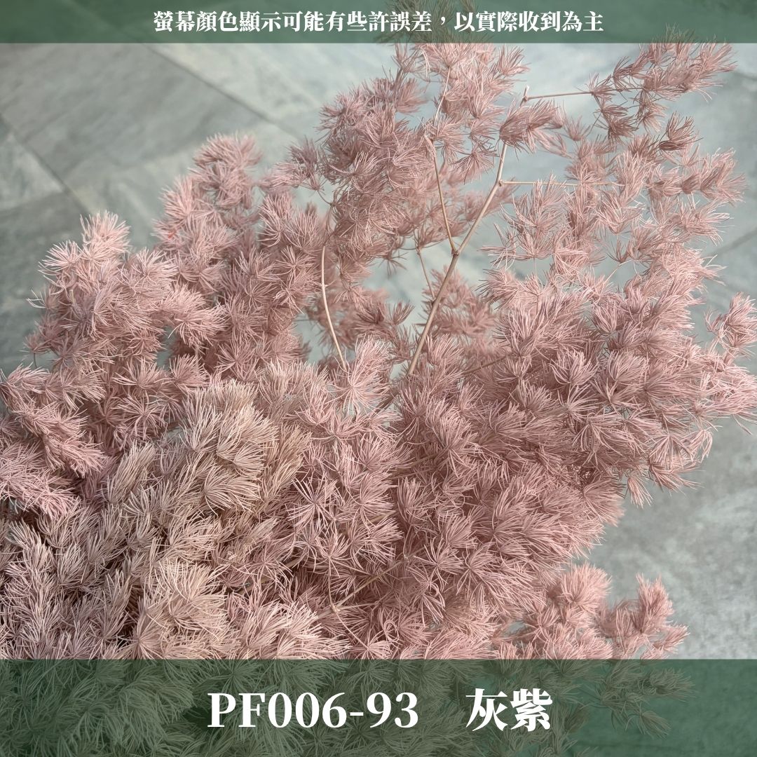 PF006 原裝蓬萊松｜ 買四送一｜花藝師必買！A級永生蓬萊松 不凋蓬萊松 進口蓬萊松 萬壽松 松樹 手作花材 花藝設計