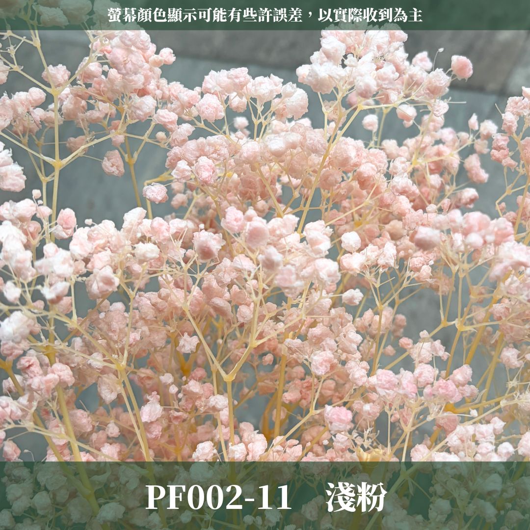 PF002 原裝夢幻星｜A級漂色滿天星 特級漂白滿天星 夢幻滿天星 永生花  乾燥花 拍照道具 店面佈置 DIY手作