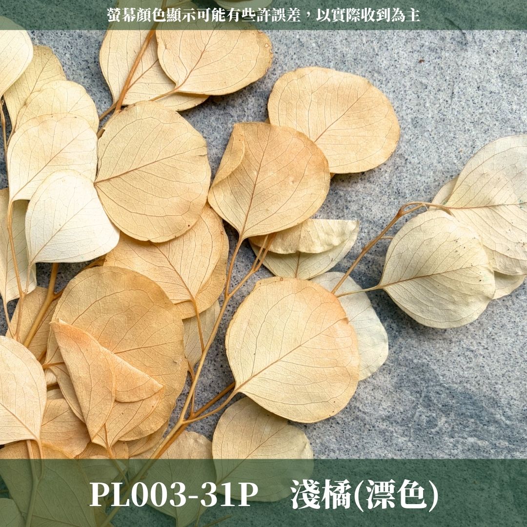 PL003 原裝蘋果葉尤加利｜超級回饋！9+3獨家漸層色！永生尤加利葉 尤加利葉 永生花 乾燥花 花材出清 裝飾擺件