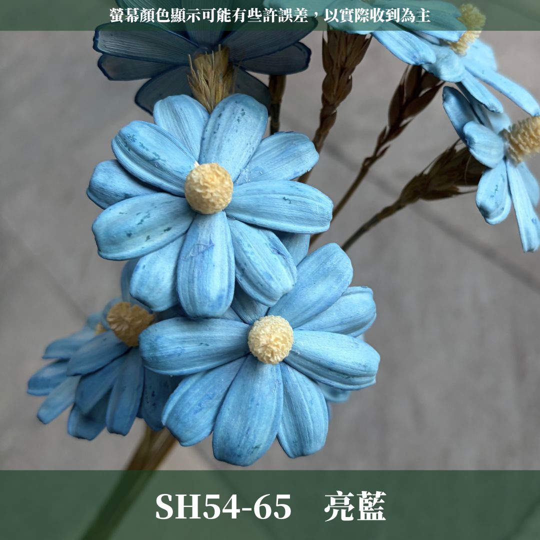 SH54 原裝木片瑪格麗特｜乾燥花批發 瓜子花 小雛菊 不凋花 木春菊 花藝設計 拍照道具 手工花 DIY 花藝 插花
