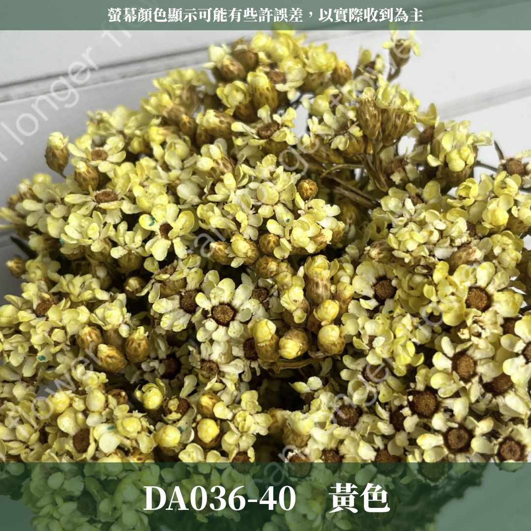 賠本出清｜DA036 原裝法國白梅｜法國小白梅 乾燥花 小配花 花束材料 小白花 野白梅 不凋花 擴香蠟燭美化材料 A級