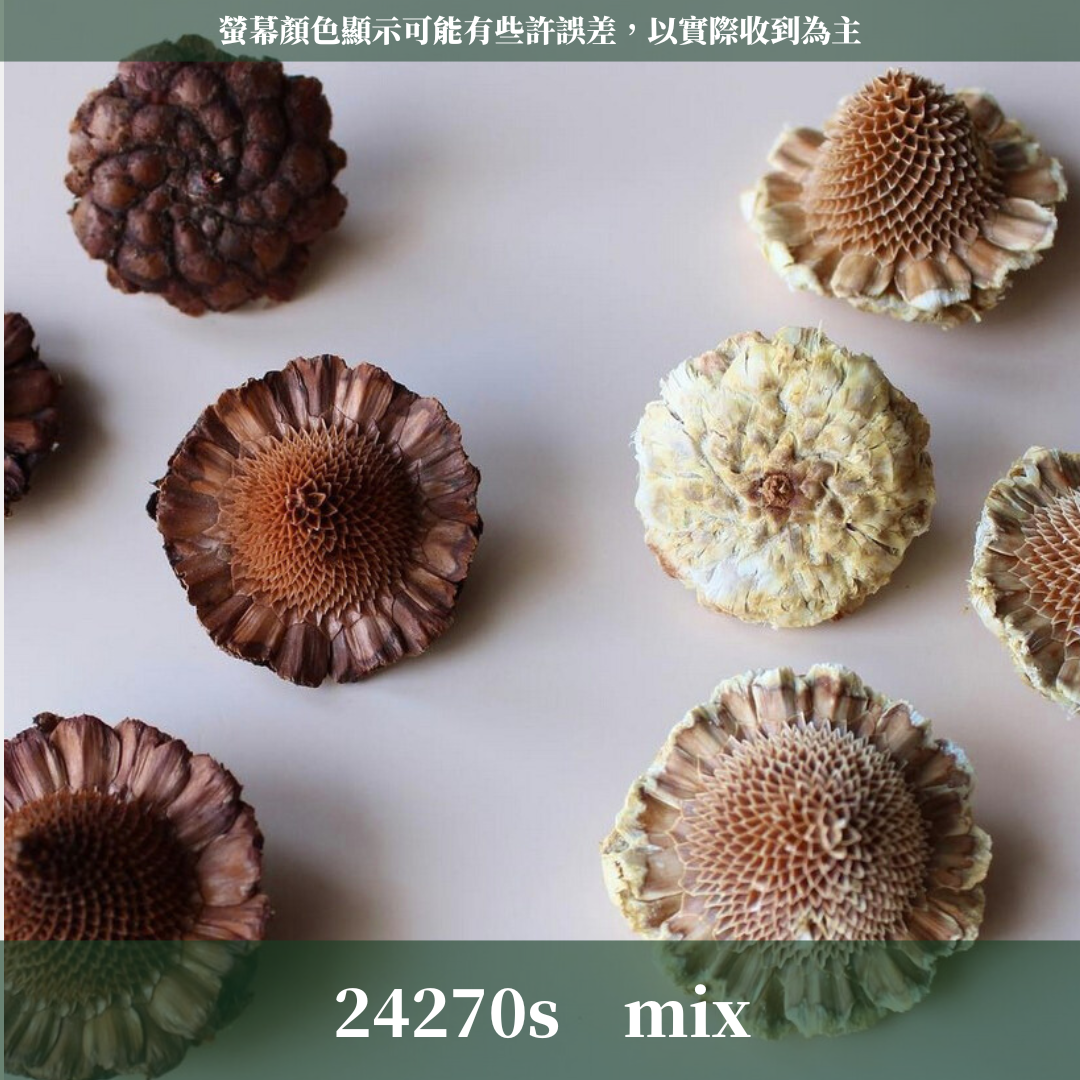 24270S 日本墨西哥帽果經濟包(2顆) ｜24270-000 メキシカンハット 24270-021 大地農園 日本進口 帽果 墨西哥帽果 聖誕節 果實 花材 果實 永生花 乾燥花 不凋花 乾燥果實 藤圈果實 聖誕節裝飾 聖誕佈置 拍照道具 居家佈置