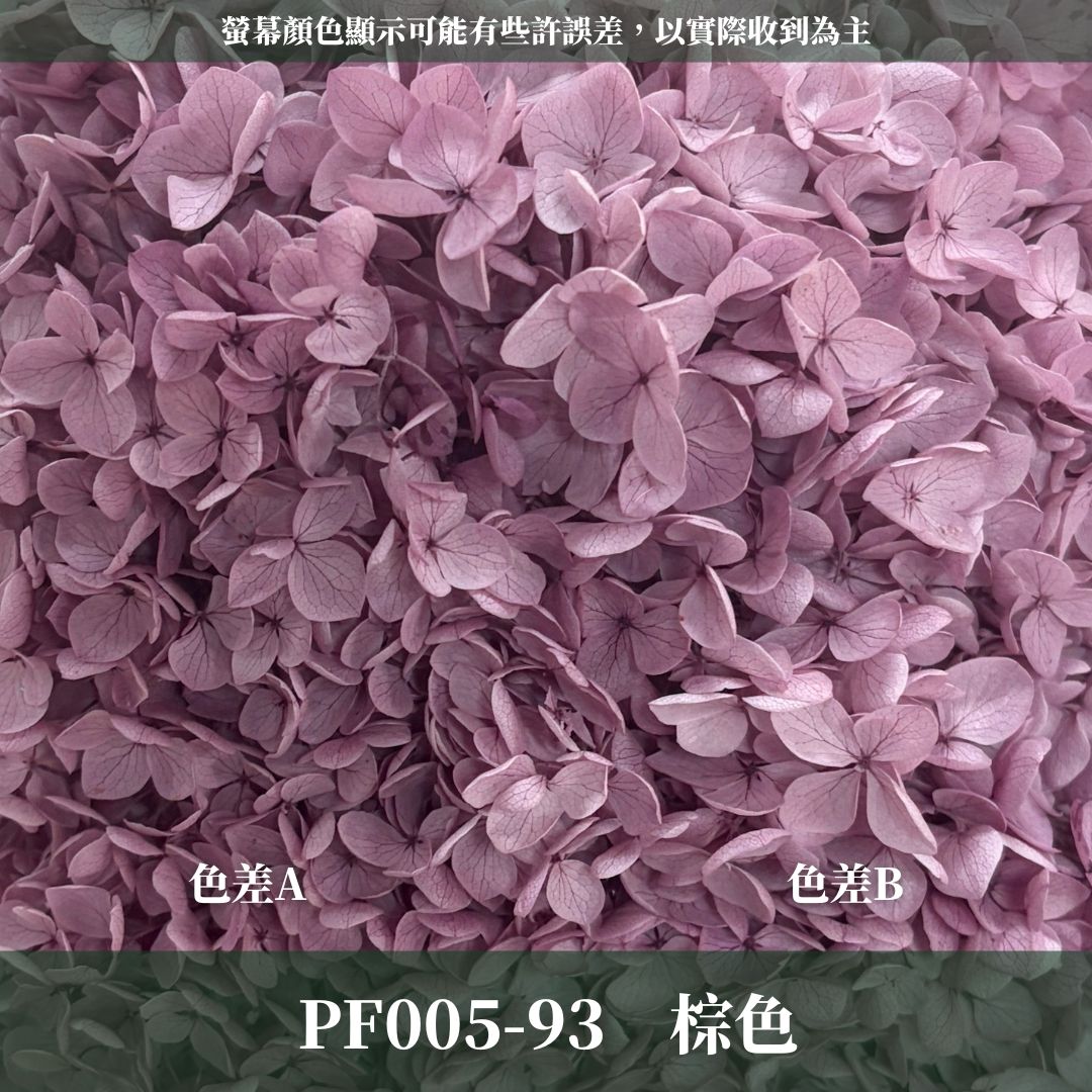 PF005 安娜繡球單支｜ A級 大份量 帶梗紫陽花 永生花 不凋花 乾燥花 DIY花材 拍攝道具 漸變花藝繡球 浮游花