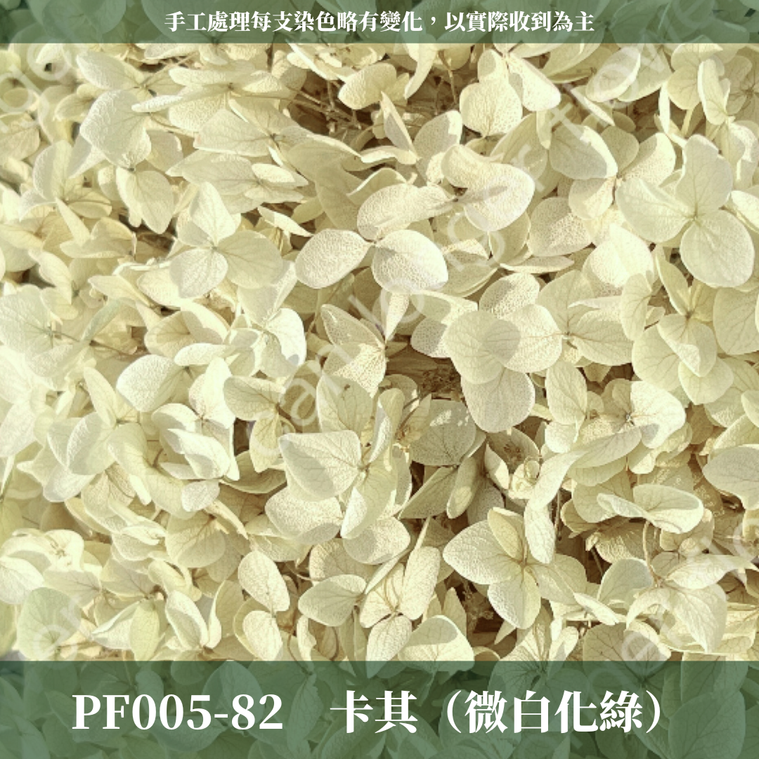 PF005-S 安娜繡球經濟盒裝｜ A級 漸層繡球 紫陽花 永生花 不凋花 乾燥花 DIY花材 拍攝道具 蜉蝣花花材