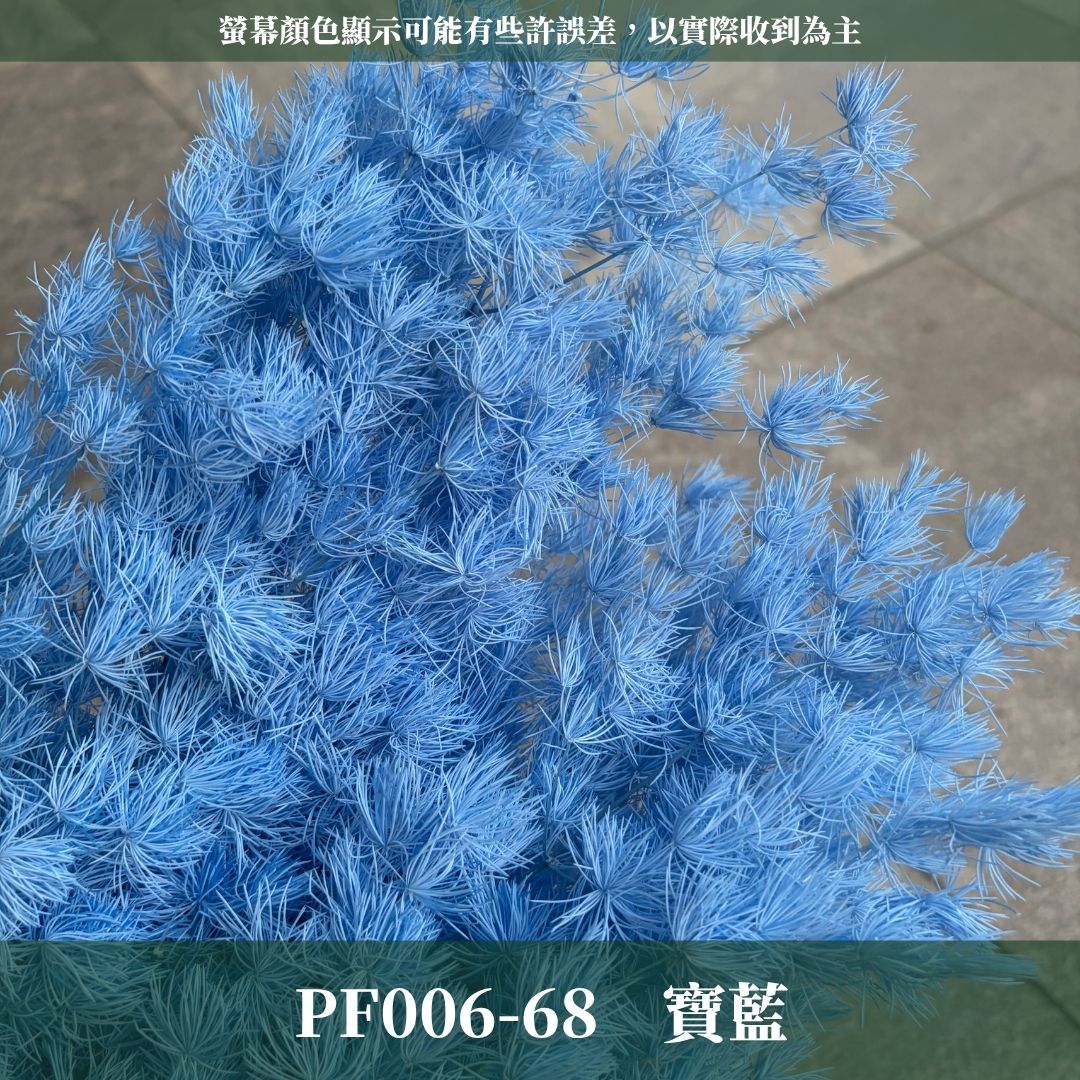 PF006 原裝蓬萊松｜ 買四送一｜花藝師必買！A級永生蓬萊松 不凋蓬萊松 進口蓬萊松 萬壽松 松樹 手作花材 花藝設計