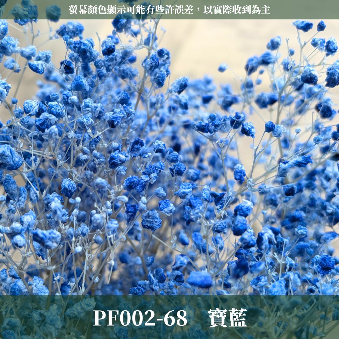 PF002 原裝夢幻星｜A級漂色滿天星 特級漂白滿天星 夢幻滿天星 永生花  乾燥花 拍照道具 店面佈置 DIY手作