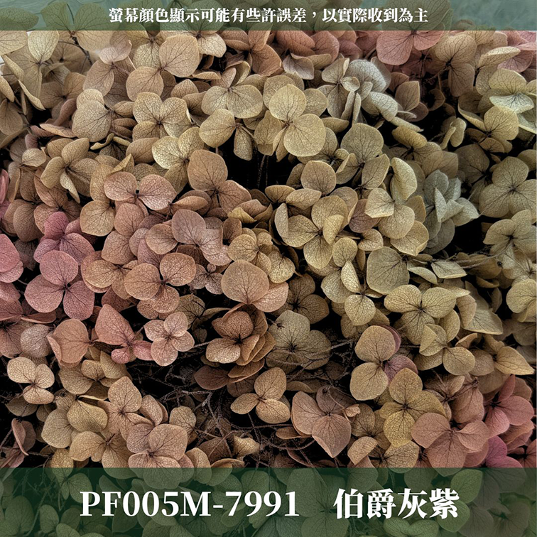PF005M 安娜繡球中盒裝｜A級 漸層繡球 紫陽花 永生花 不凋花 乾燥花 DIY花材 拍攝道具 浮游花材料包