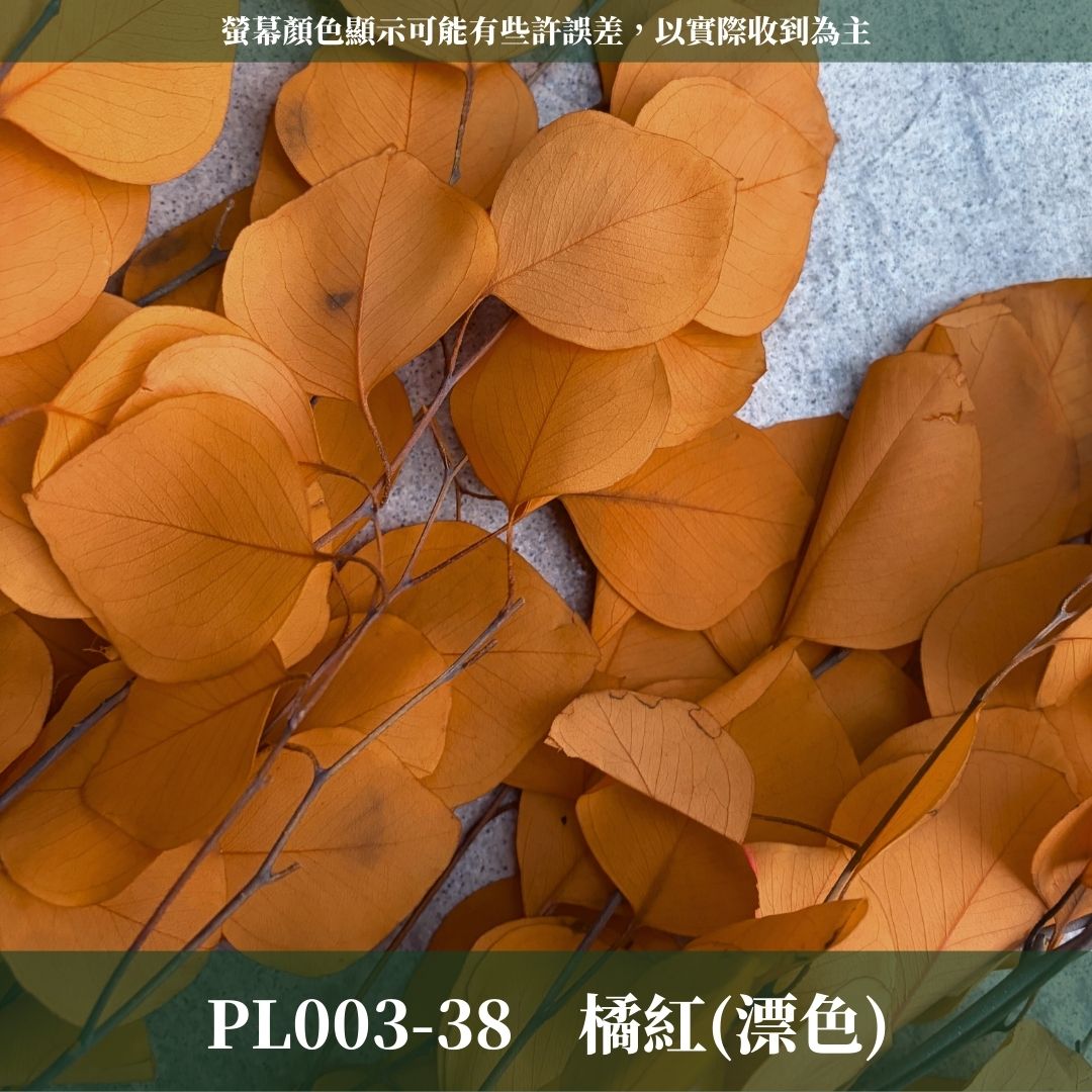 PL003 原裝蘋果葉尤加利｜超級回饋！9+3獨家漸層色！永生尤加利葉 尤加利葉 永生花 乾燥花 花材出清 裝飾擺件