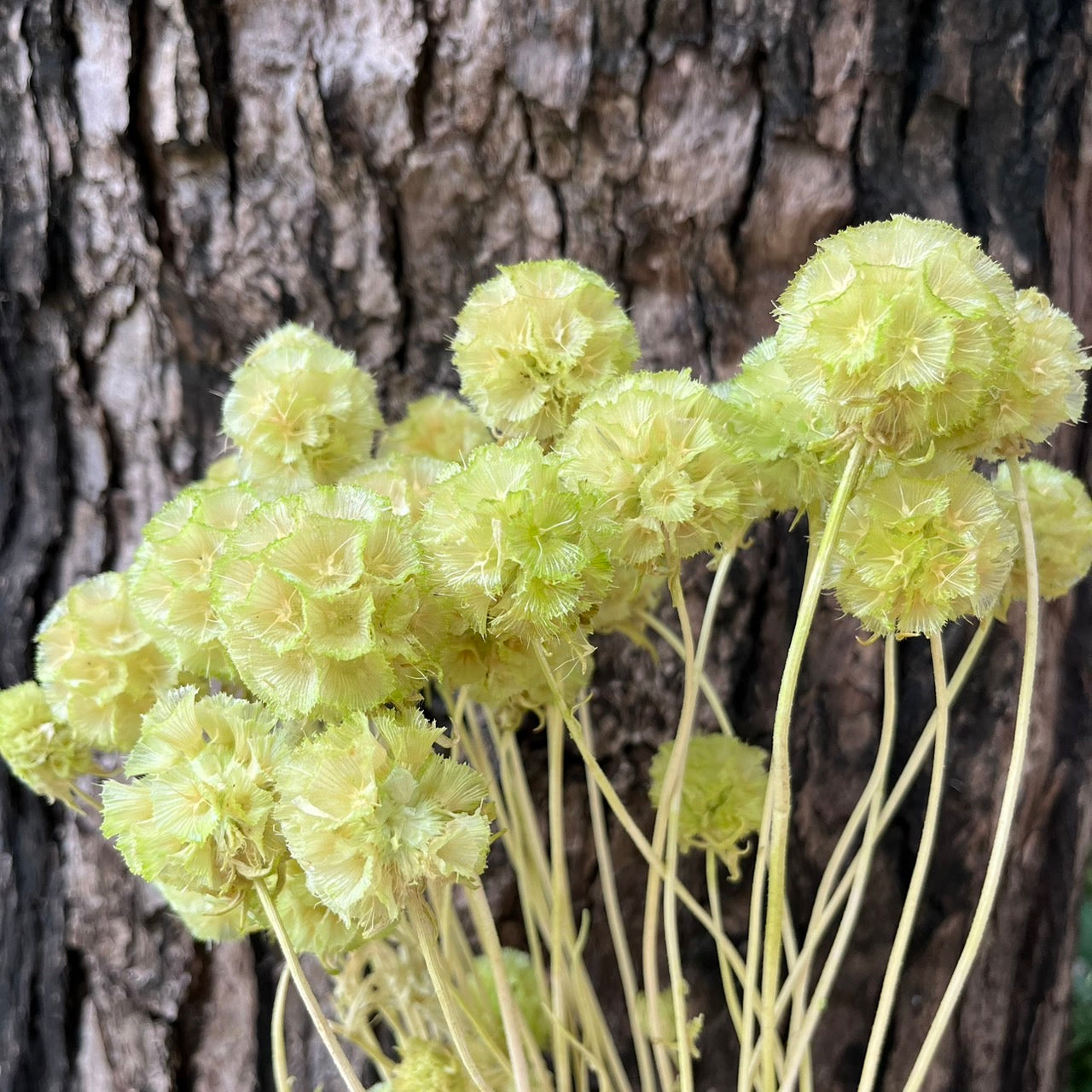 【台灣現貨】PA045-S 松蟲果 松蟲草 風車果 星芒松蟲 草星花 輪峰菊 永生 小份 DIY插花盆花