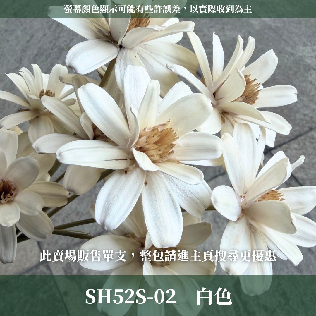 SH52S 小雛菊瓜子花單支｜5cm｜木片花 手工花 乾燥花 乾花新瓜子花 不凋花 永生花 花束花材 捧花材料 胸花手作