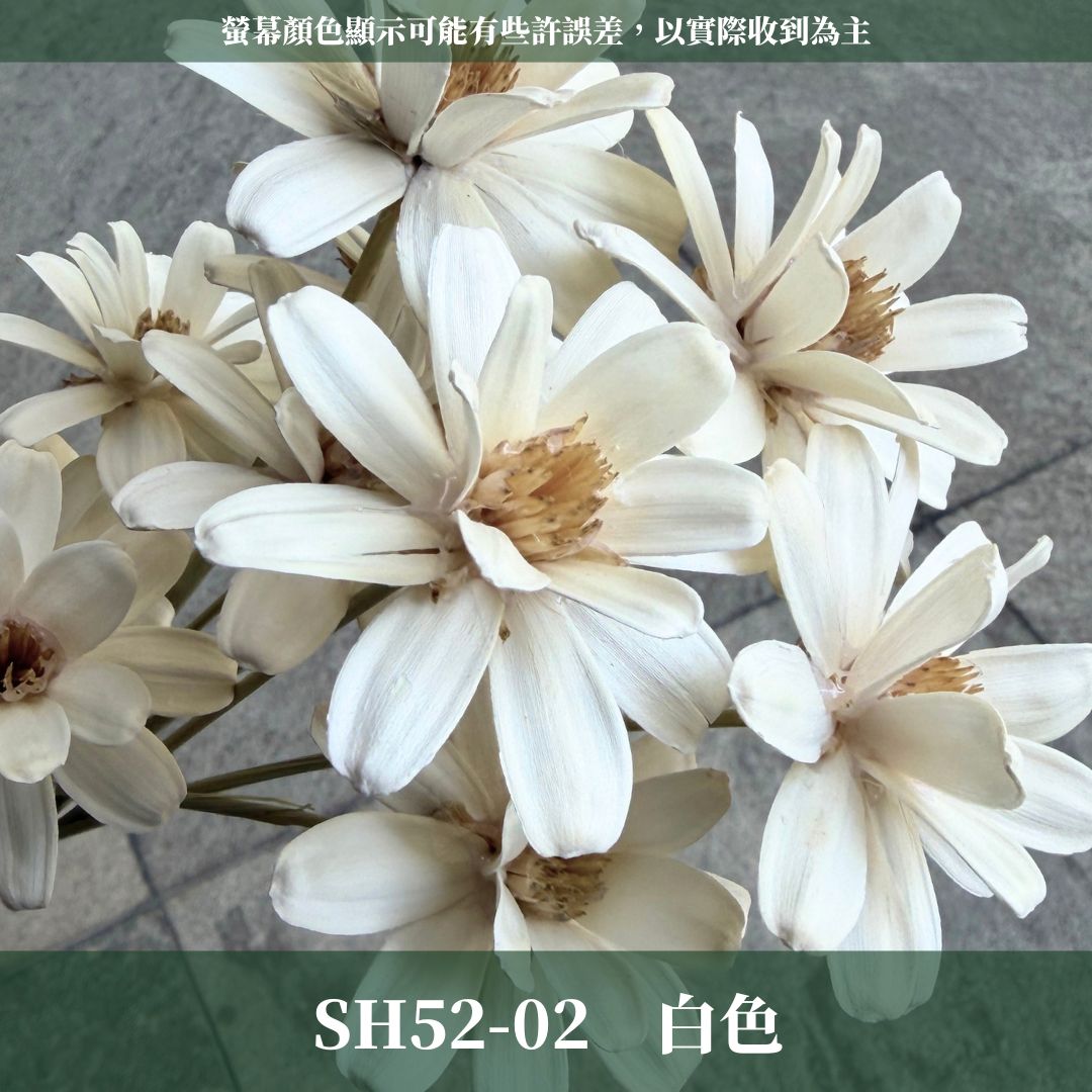 SH52 原裝小雛菊瓜子花｜5cm｜木片花 手工花 乾燥花 乾花新瓜子花 不凋花 永生花 花束花材 捧花材料 胸花手作