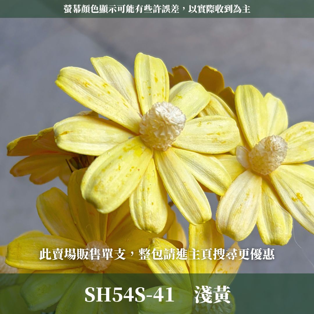 SH54S 木片瑪格麗特｜單支｜乾燥花批發 瓜子花 小雛菊 不凋花 木春菊 花藝設計 拍照道具 手工花 DIY 花藝插花