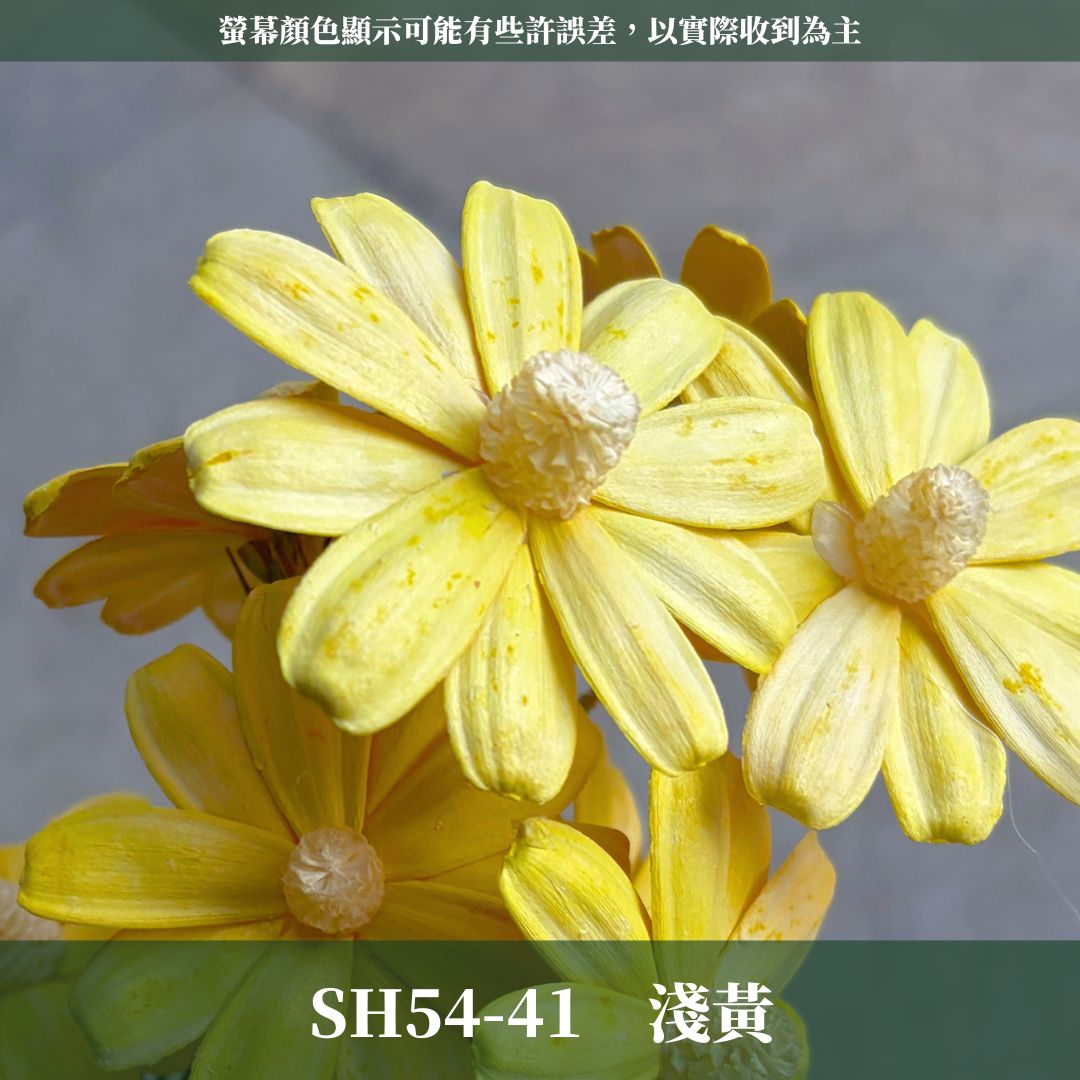 SH54 原裝木片瑪格麗特｜乾燥花批發 瓜子花 小雛菊 不凋花 木春菊 花藝設計 拍照道具 手工花 DIY 花藝 插花