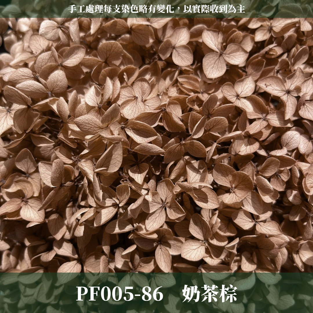 PF005-S 安娜繡球經濟盒裝｜ A級 漸層繡球 紫陽花 永生花 不凋花 乾燥花 DIY花材 拍攝道具 蜉蝣花花材