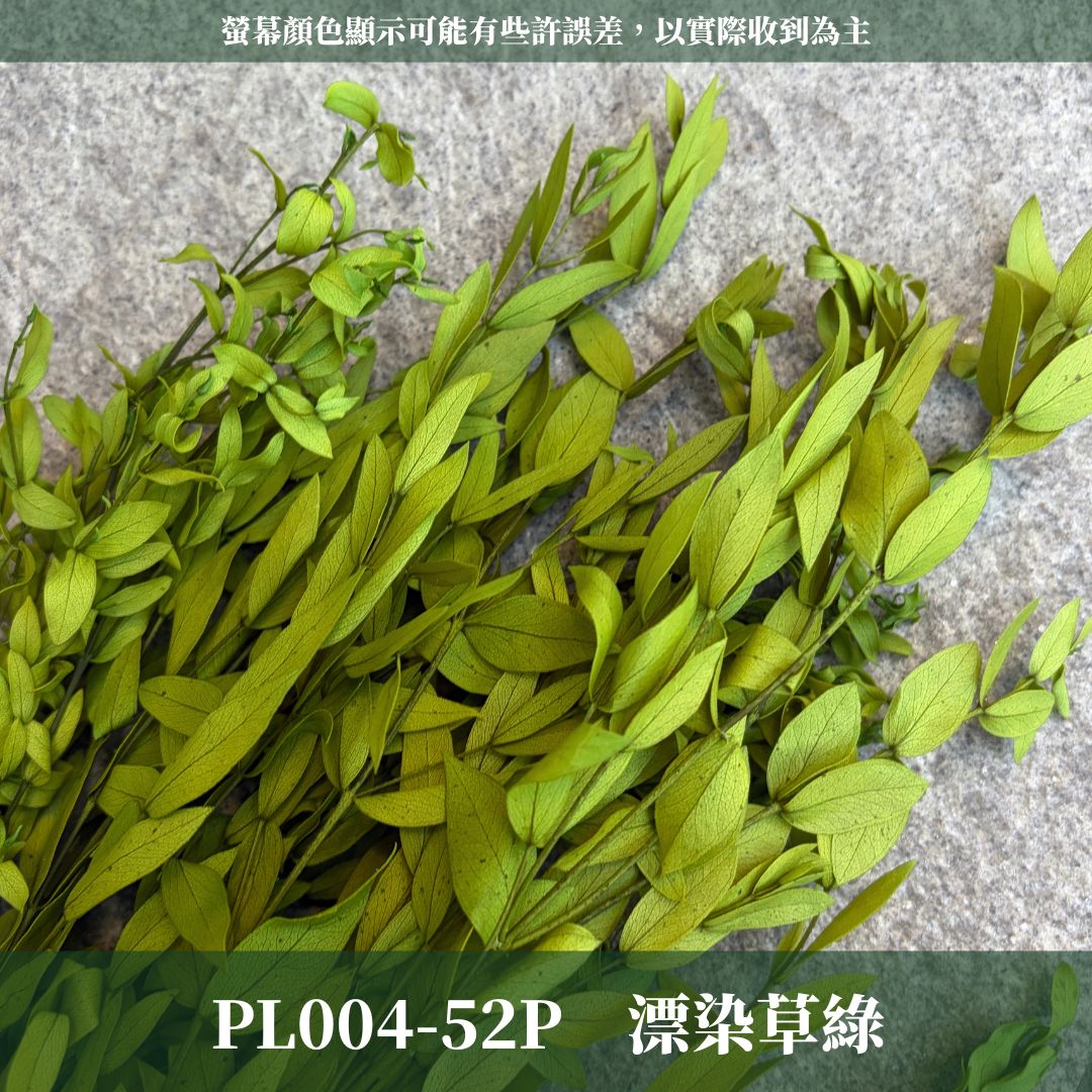PL004 DL004 原裝細葉尤加利｜進口不凋細葉尤加利 乾燥花 永生花 不凋花 細葉尤加利 小葉尤加利 乾燥花束花材