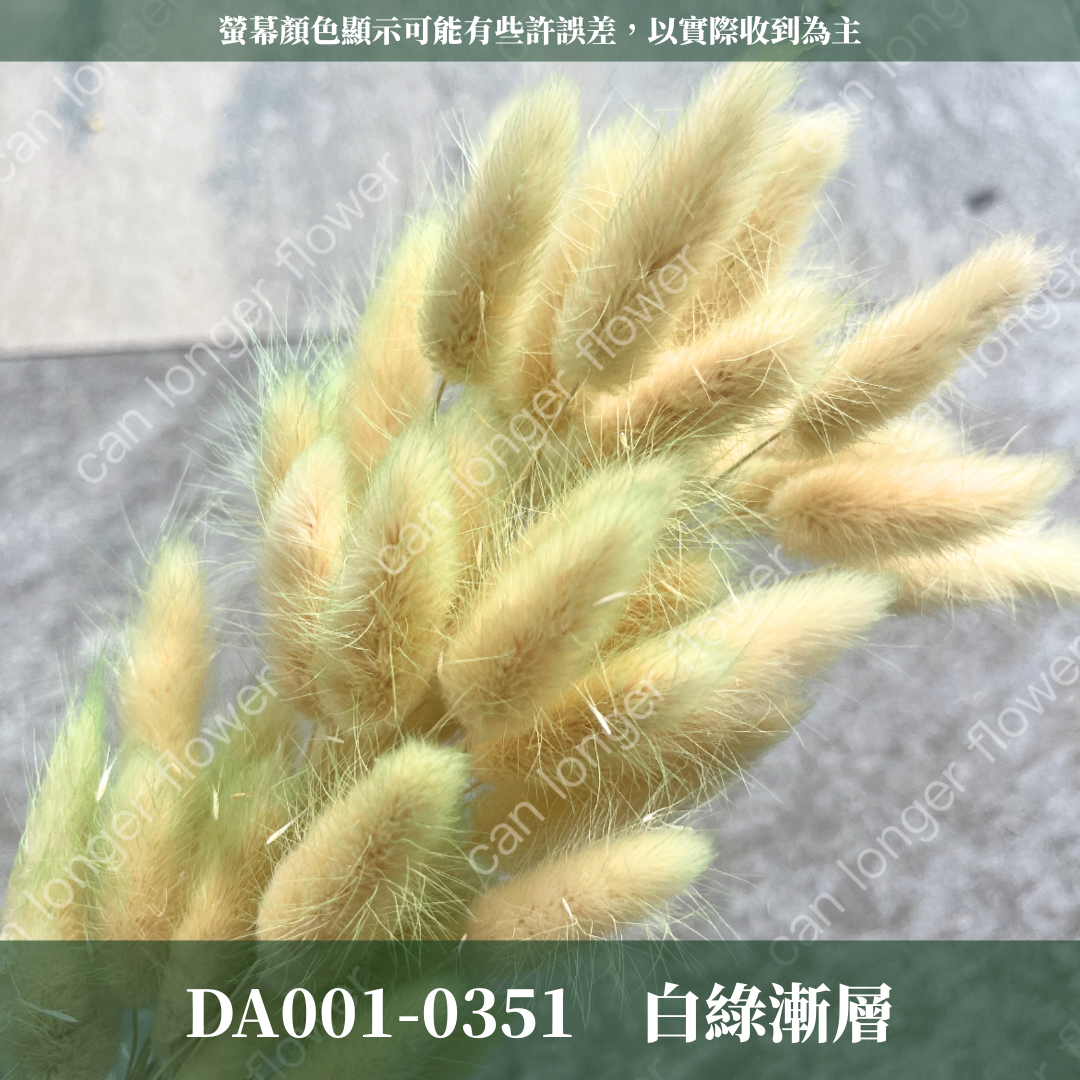 DA001 原裝兔尾草｜彩色兔尾草 乾燥永生花 花束花材 莫蘭迪色 插花DIY 拍照道具 乾燥兔尾草 乾燥花