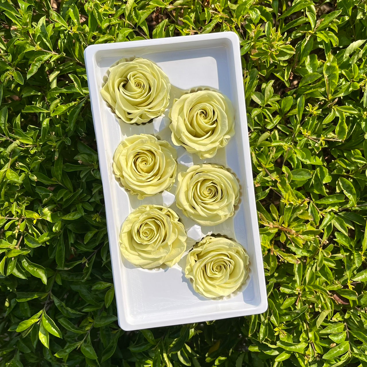 *** R06 永生玫瑰 5~6cm玫瑰 Ａ級 6朵裝 不凋花 小香風玫瑰 色彩款式齊全 莫蘭迪