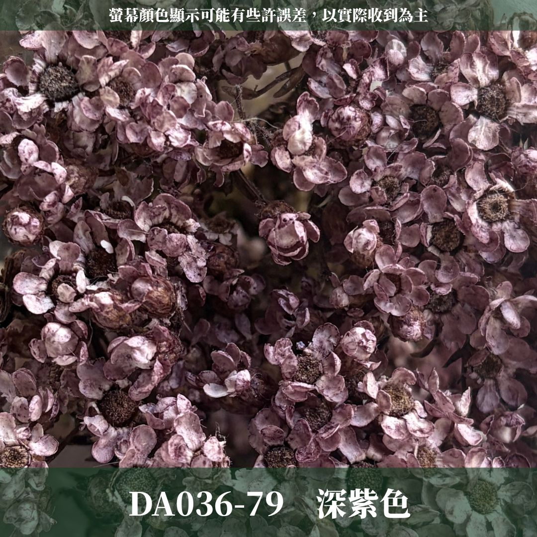 賠本出清｜DA036 原裝法國白梅｜法國小白梅 乾燥花 小配花 花束材料 小白花 野白梅 不凋花 擴香蠟燭美化材料 A級