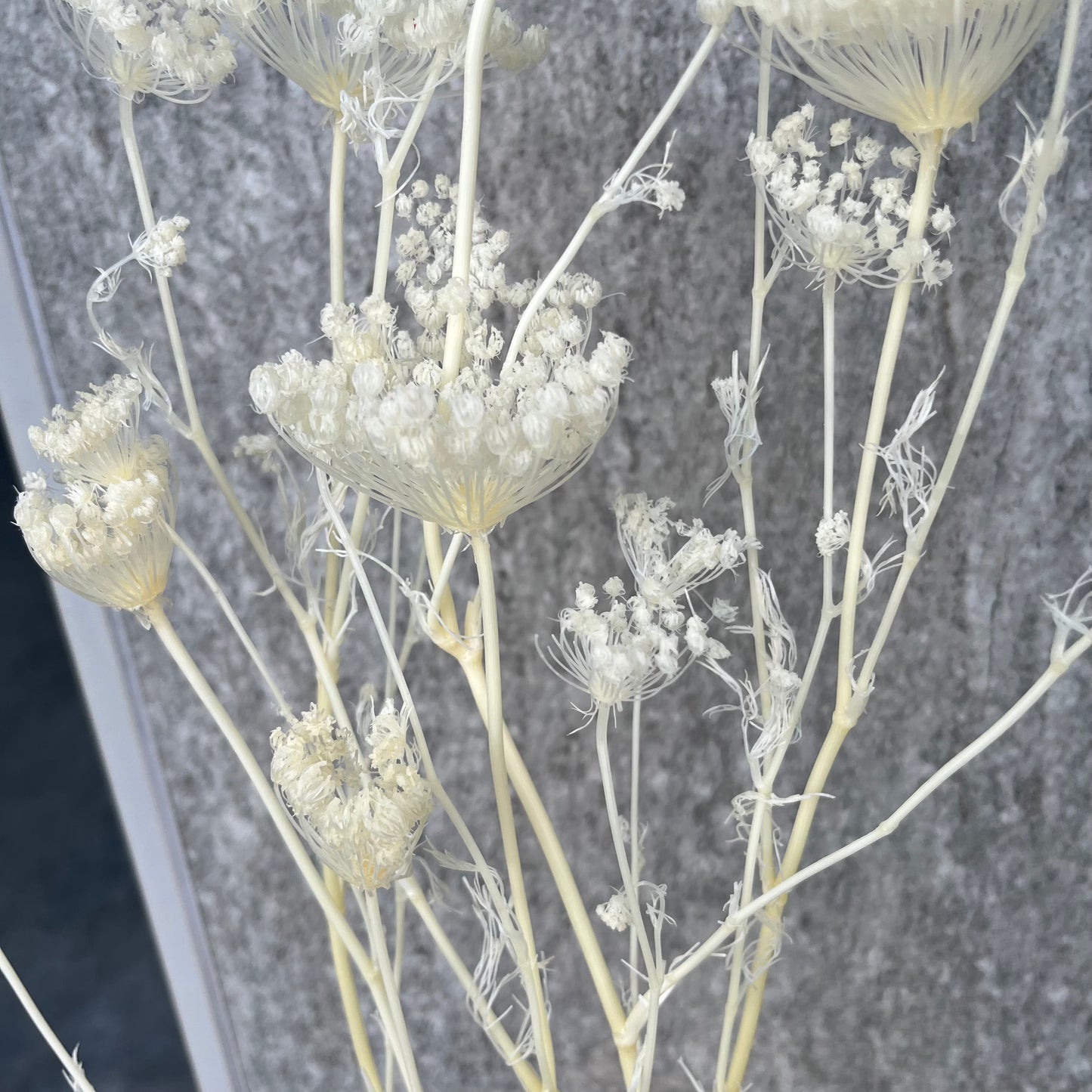 00330雪珠花