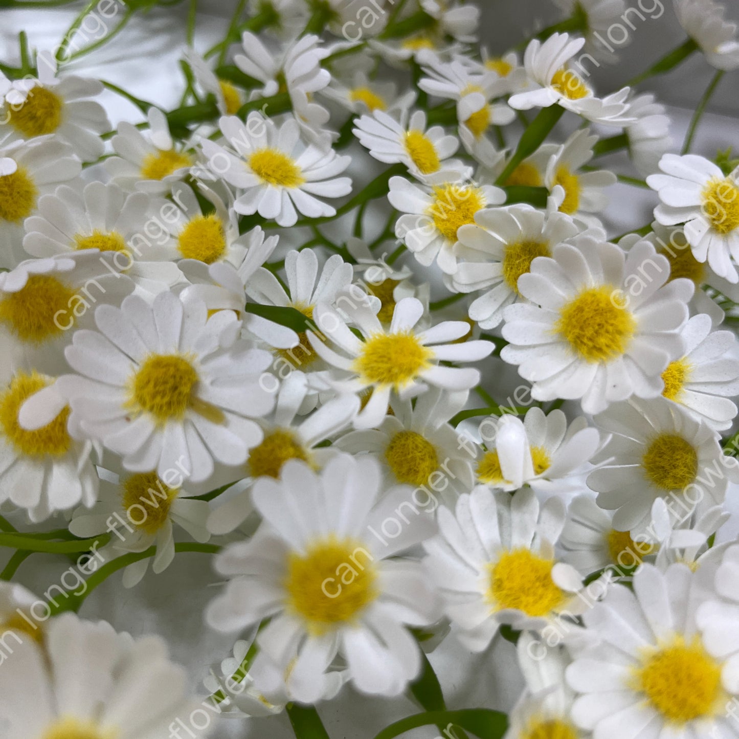 AS004 洋甘菊5頭 香皂花