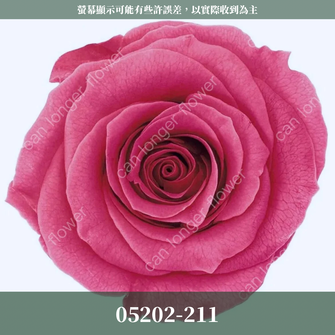 05202 大玫瑰