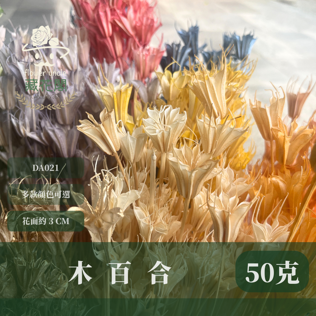DA021 原裝木百合｜乾燥小百合 八角花 乾燥花材 花束 裝飾 DIY插花 浮游花 蠟燭材料 手作拍照道具 台灣現貨