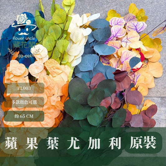 PL003 原裝蘋果葉尤加利｜超級回饋！9+3獨家漸層色！永生尤加利葉 尤加利葉 永生花 乾燥花 花材出清 裝飾擺件