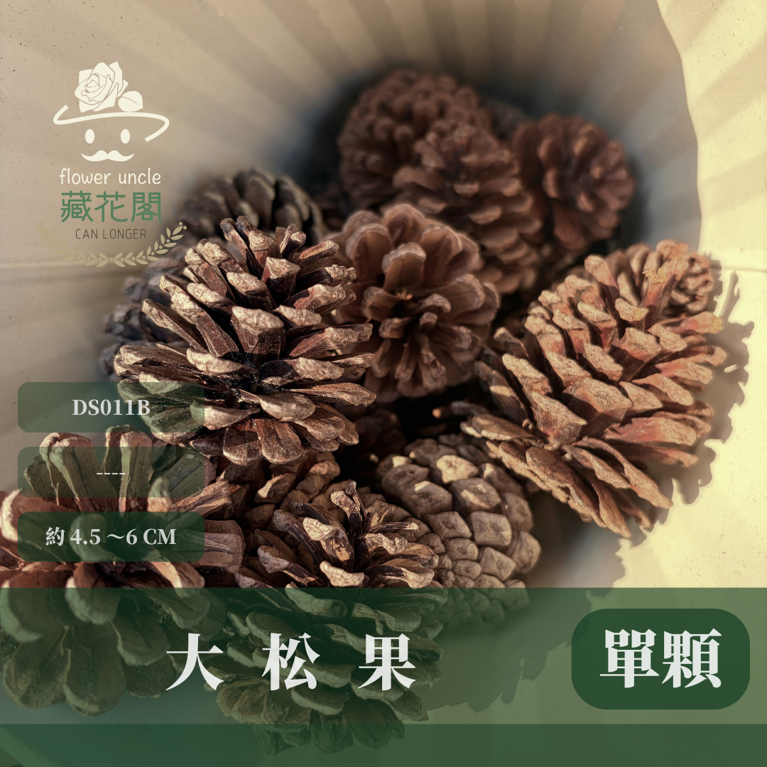 DS011B 大松果｜ 乾燥天然松果 聖誕裝飾 花圈DIY 花藝花材 森林風佈置 居家擺飾 拍照道具 幼兒園環創