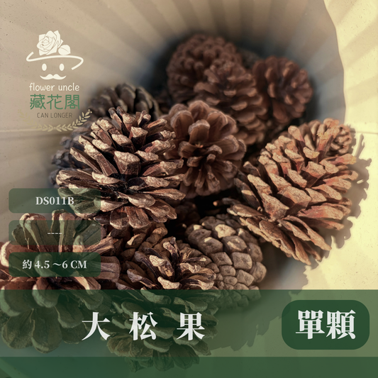 DS011B 大松果｜ 乾燥天然松果 聖誕裝飾 花圈DIY 花藝花材 森林風佈置 居家擺飾 拍照道具 幼兒園環創
