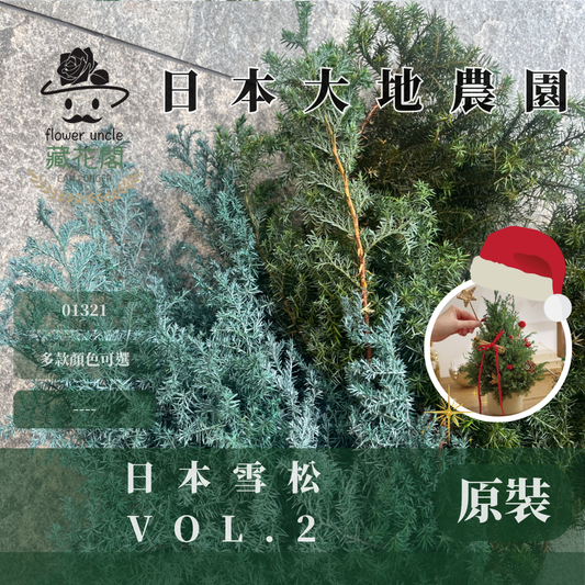 01321 原裝日本雪松｜下雪款雪松 永生雪松 日本雪松 不凋雪松 不凋雪松 日本大地農園 進口花材 日本永生花 日本花材 永生花 聖誕花圈 聖誕樹製作 聖誕樹 diy 花環材料 聖誕花圈材料 藤圈葉材 不凋葉材 手作花材 ヒムロスギ