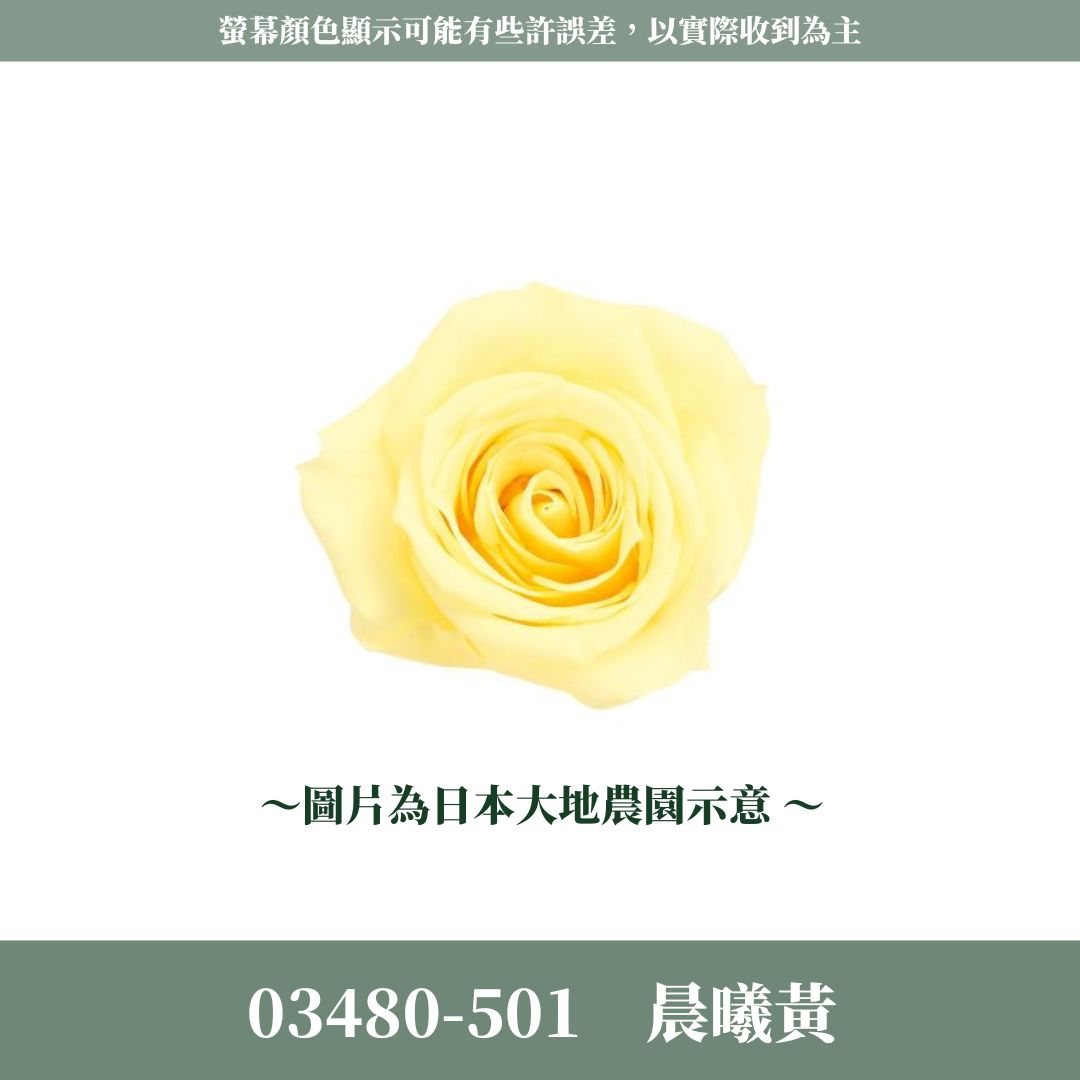 03480 中玫瑰