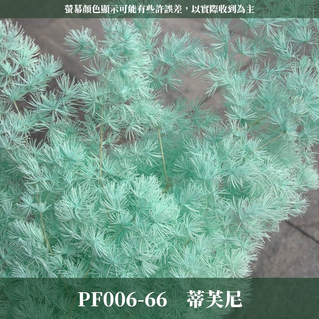 PF006 原裝蓬萊松｜ 買四送一｜花藝師必買！A級永生蓬萊松 不凋蓬萊松 進口蓬萊松 萬壽松 松樹 手作花材 花藝設計