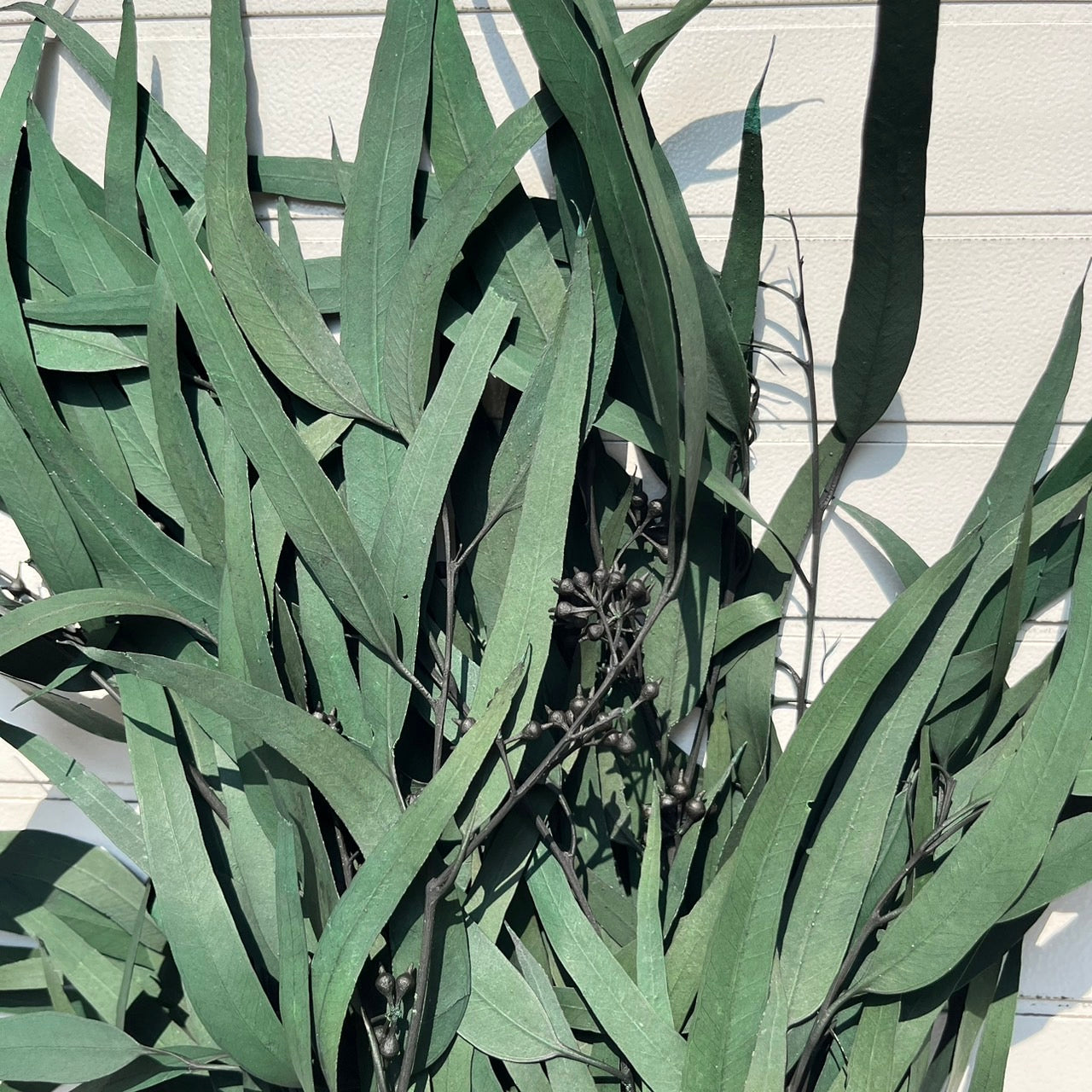 ✿ 台灣現貨 ✿ PL006 DL006 小米果葉 小米果尤加利