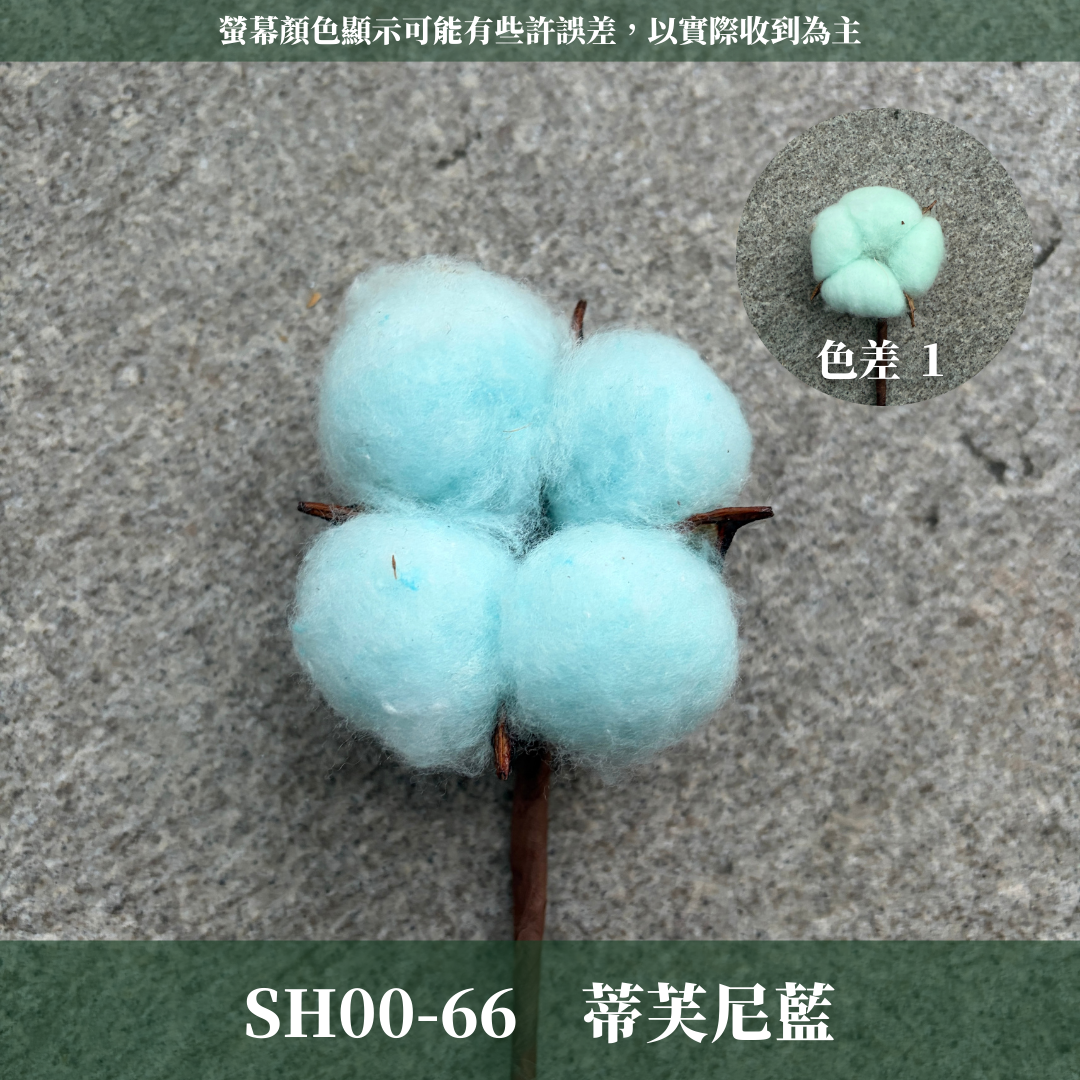 SH00s 棉花單支｜12+6種顏色 特殊五辦棉花特殊款 白色棉花 天然棉花 乾燥花 花藝 多色棉花 棉花 手工花 裝飾