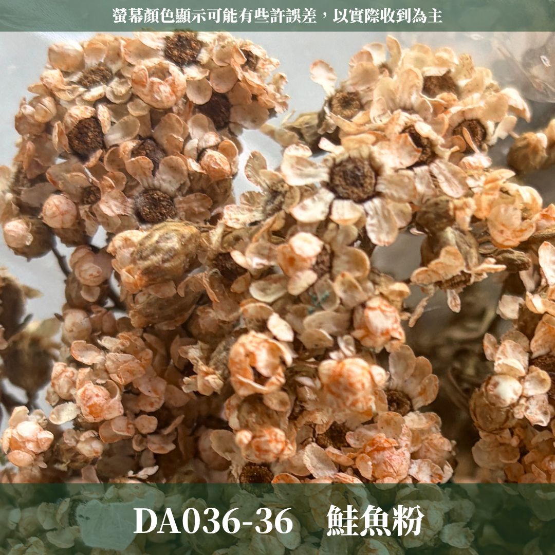賠本出清｜DA036 原裝法國白梅｜法國小白梅 乾燥花 小配花 花束材料 小白花 野白梅 不凋花 擴香蠟燭美化材料 A級