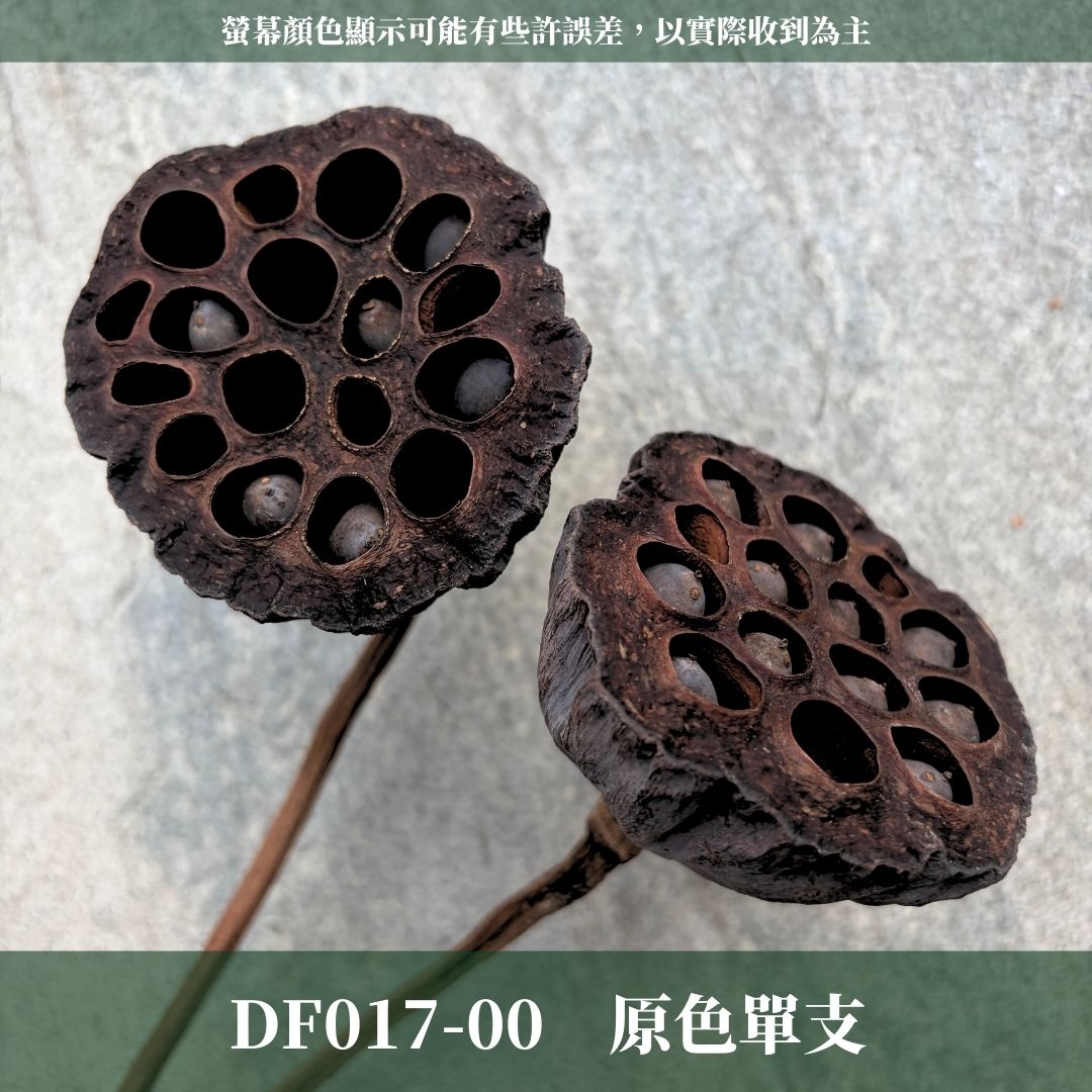 DF017 蓮蓬｜特價天然乾燥蓮蓬 金色蓮蓬 新年花材 插花花材 裝飾道具 拍照道具 乾燥花圈 乾燥花束 鄉村風乾燥花