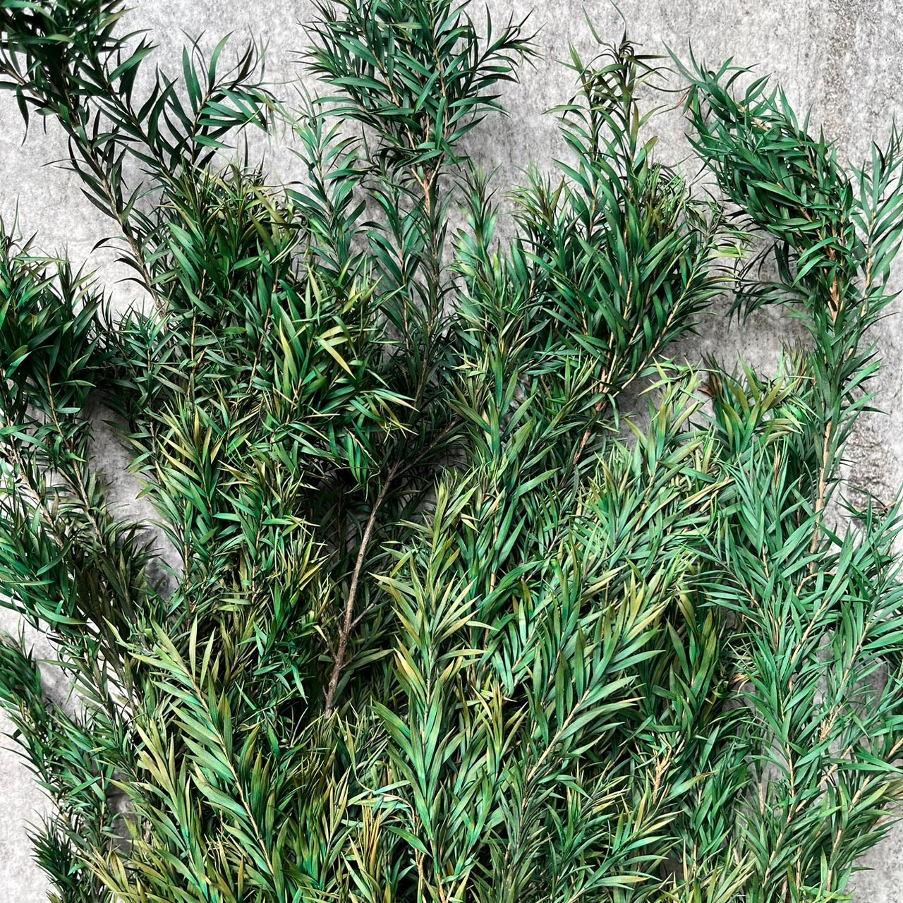 【台灣現貨】PL010S茶樹 茶樹葉 千層金 永生 小份量 節慶裝飾 聖誕花材 DIY 材料包
