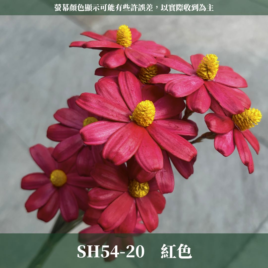 SH54 原裝木片瑪格麗特｜乾燥花批發 瓜子花 小雛菊 不凋花 木春菊 花藝設計 拍照道具 手工花 DIY 花藝 插花