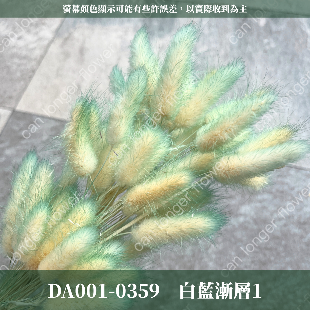 DA001 原裝兔尾草｜彩色兔尾草 乾燥永生花 花束花材 莫蘭迪色 插花DIY 拍照道具 乾燥兔尾草 乾燥花