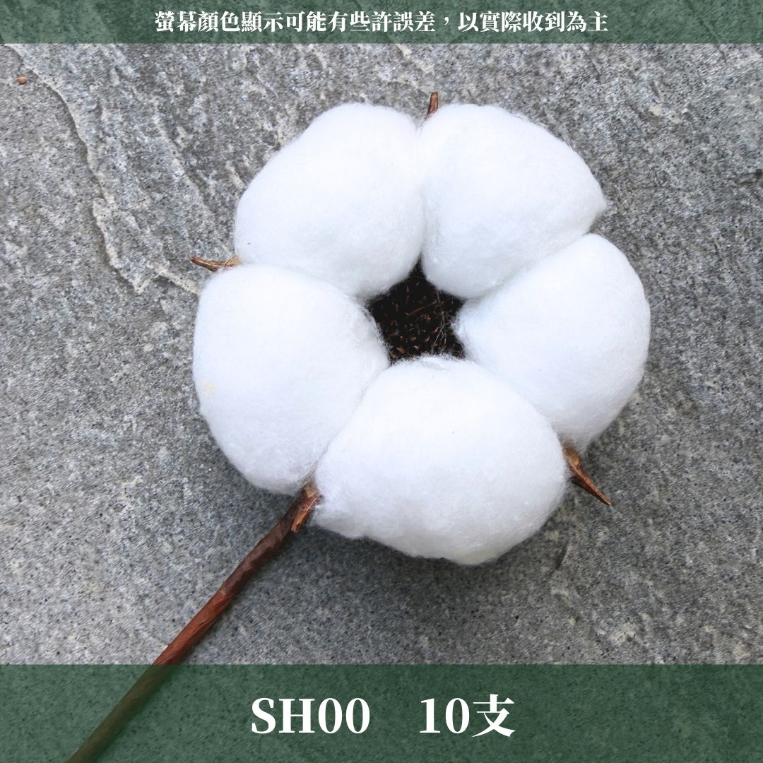 SH00 原裝五瓣巨頭棉花｜獨家花材！大花藝作品專屬花材 巨型大雲朵棉花 乾燥花材 乾燥花 批發價棉花支 天然棉花 手作