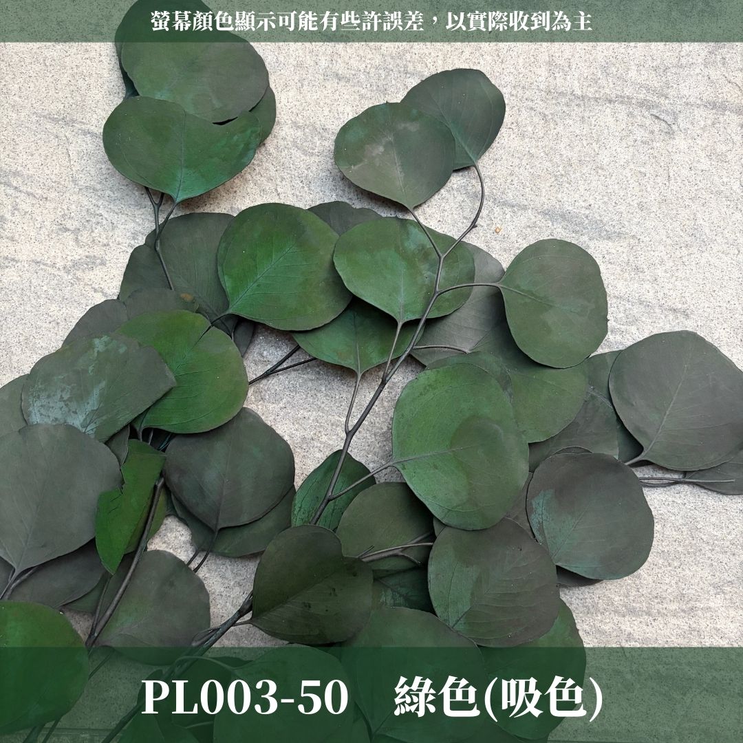 PL003 原裝蘋果葉尤加利｜超級回饋！9+3獨家漸層色！永生尤加利葉 尤加利葉 永生花 乾燥花 花材出清 裝飾擺件