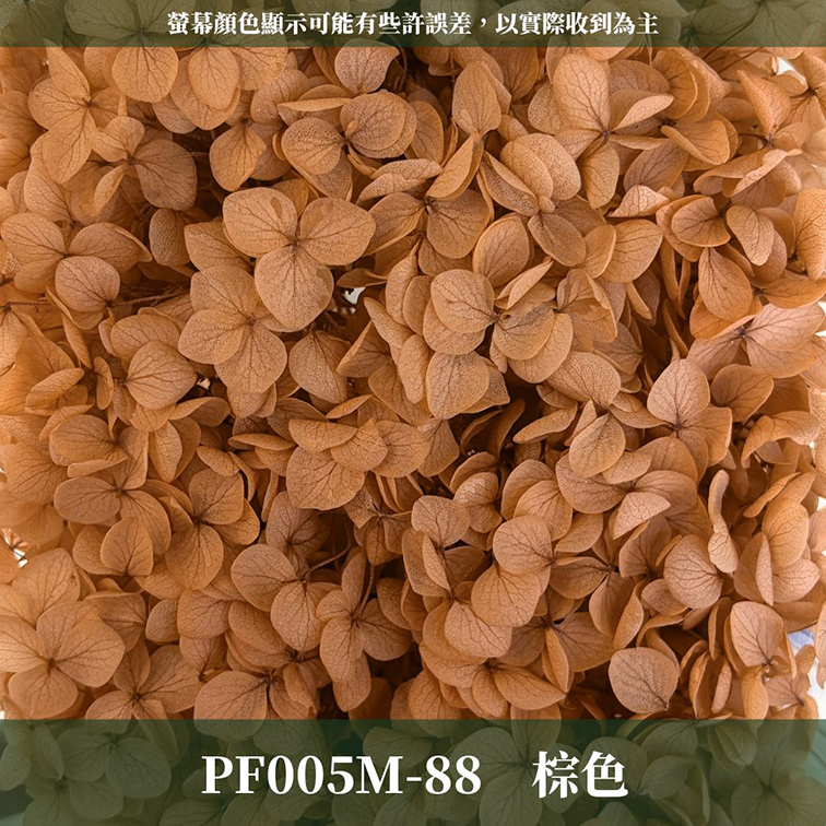 PF005M 安娜繡球中盒裝｜A級 漸層繡球 紫陽花 永生花 不凋花 乾燥花 DIY花材 拍攝道具 浮游花材料包