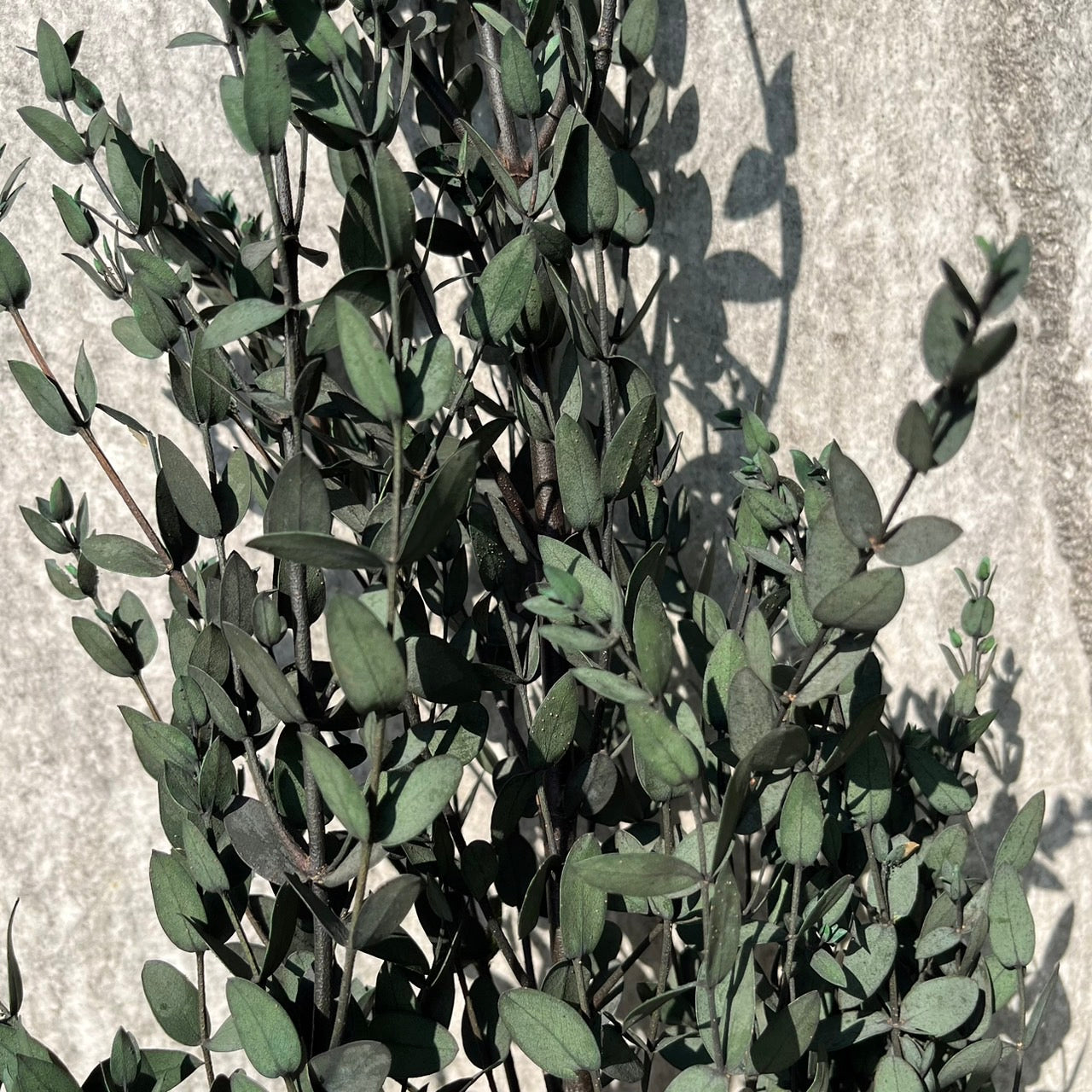 ✿ 台灣現貨 ✿ PL004 DL004 細葉尤加利