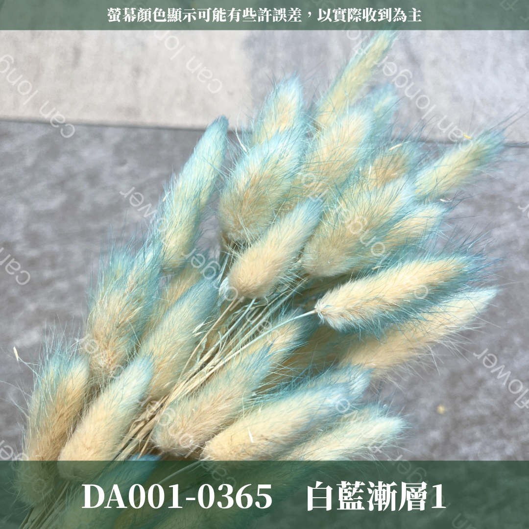 DA001 原裝兔尾草｜彩色兔尾草 乾燥永生花 花束花材 莫蘭迪色 插花DIY 拍照道具 乾燥兔尾草 乾燥花