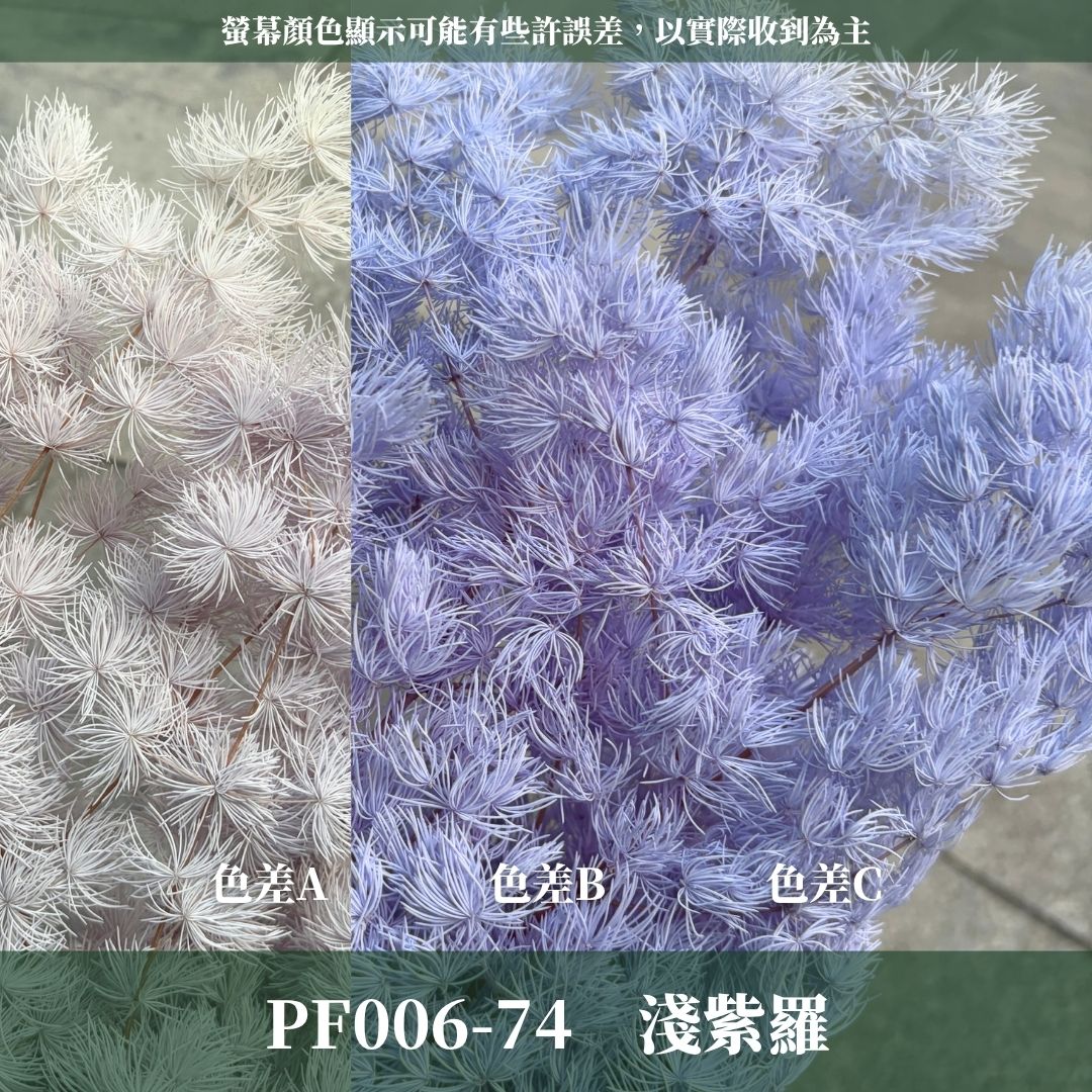 PF006 原裝蓬萊松｜ 買四送一｜花藝師必買！A級永生蓬萊松 不凋蓬萊松 進口蓬萊松 萬壽松 松樹 手作花材 花藝設計