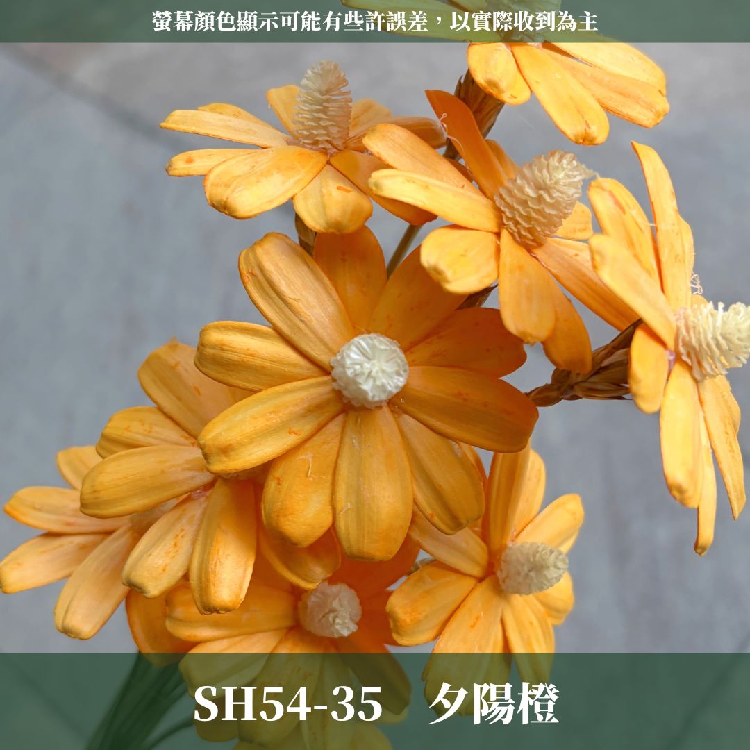 SH54 原裝木片瑪格麗特｜乾燥花批發 瓜子花 小雛菊 不凋花 木春菊 花藝設計 拍照道具 手工花 DIY 花藝 插花